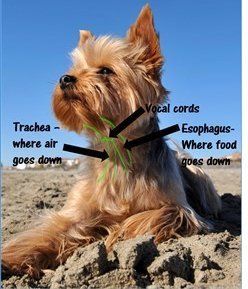 anatomy of Yorkshire Terrier neck