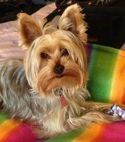beautiful Yorkshire Terrier Johannesburg, South Africa