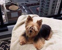 really fluffy Yorkie