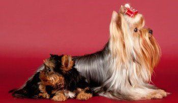 Yorkshire Terrier dam and pup