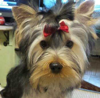 silverback yorkshire terrier