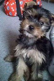 Yorkie puppy fresh breath