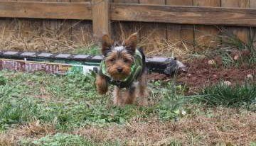 Yorkie digging in the yard