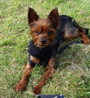 red legged Yorkie, 3 years old