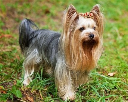 Adult Yorkshire Terrier Blue and Tan