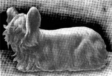 Paisley Terrier dog circa 1903