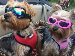 Two Yorkies in convertible with eye goggles