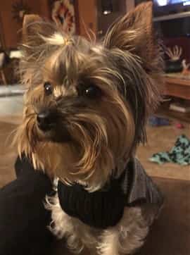 Yorkie posing for camera