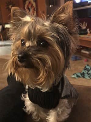 Yorkie posing for camera
