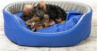 Yorkie dog sleeping in a blue bed