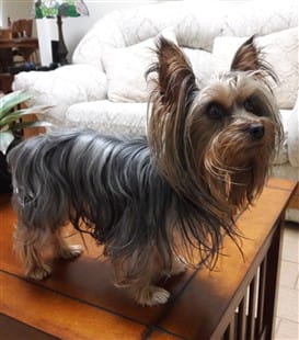 Yorkie standing on a table