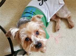 Yorkie dog wearing a shirt