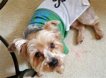 Yorkie dog wearing a shirt