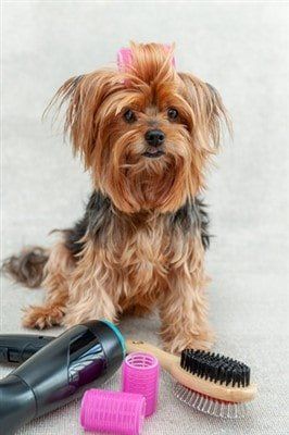 Yorkie with brush and grooming tools