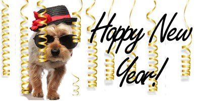 Yorkshire Terrier New Year