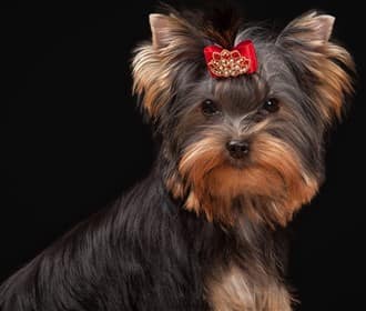 Yorkshire Terrier young adult dog