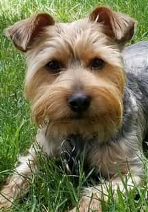 Yorkshire Terrier slightly floppy ears