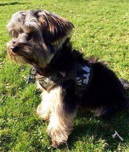 Yorkie wearing camo harness