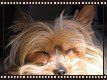 yorkie-sleeping