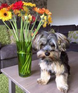 Yorkie dog posing near flower vase