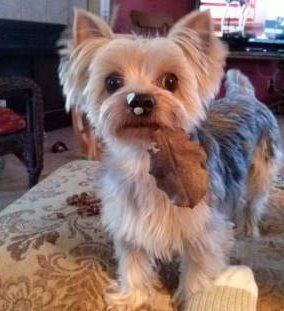 Yorkie acting silly