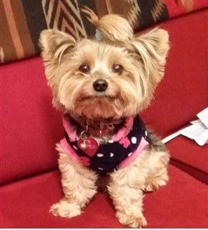 Caring For A Rescue Yorkshire Terrier