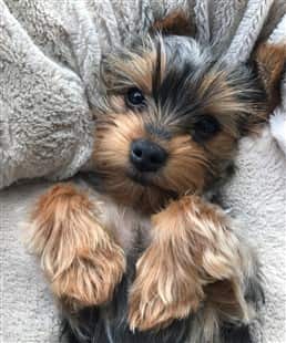 Adorable Yorkshire Terrier puppy, paws up