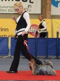 Yorkshire Terrier at dog show