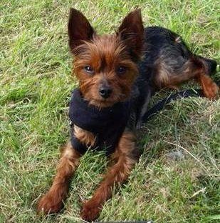 red legged Yorkie, 3 years old