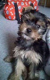 Yorkie puppy fresh breath