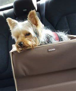 small Yorkie in car seat
