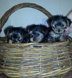 basket of Yorkie puppies