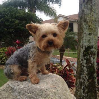 how old are yorkies before their ears stand up