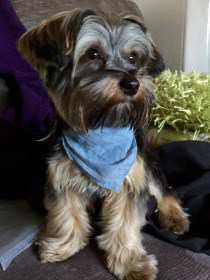 beautiful Yorkie