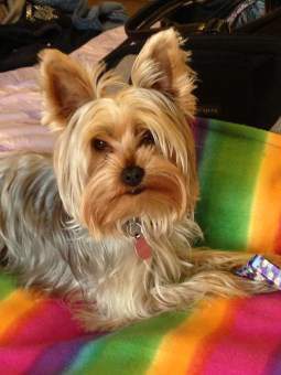 beautiful Yorkshire Terrier Johannesburg, South Africa