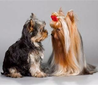 how soon can you spay a yorkie? 2