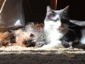 cat and Yorkshire Terrier