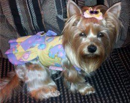 little female Yorkie dog