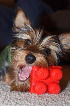 Yorkie chewing on plastic toy
