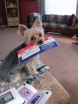 chewing Yorkie with paper in mouth