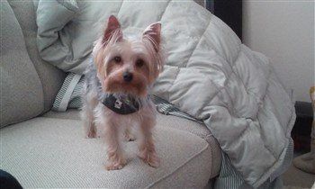 confident-yorkie