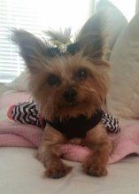 8 year old female Yorkshire Terrier