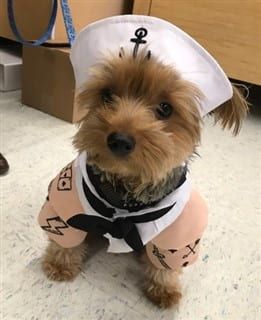 cute Yorkie in sailor costume