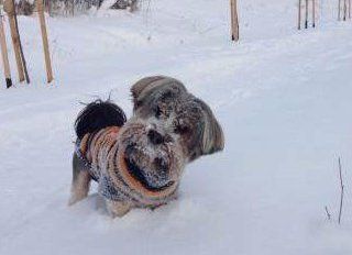 Yorkie in Romania snow