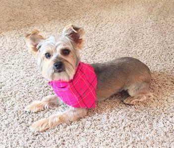 Yorkie with shaved coat