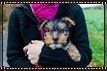 woman-holding-yorkie-pup