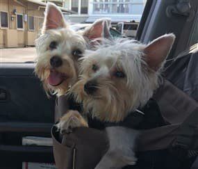 Yorkies in a car seat