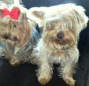 Having two Yorkshire Terriers