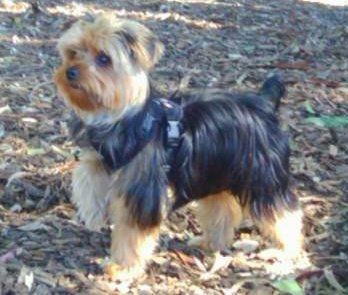 Yorkshire Terrier strap harness