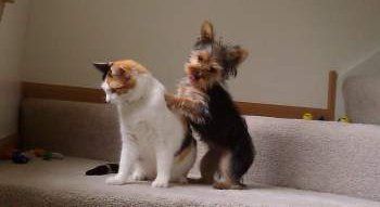 Yorkie playing with cat